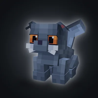Scottish Fold